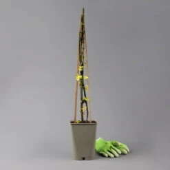 Echter Winterjasmin, 2er Set, Jasminum Nudiflorum, Gelb, Im 15 Cm Topf -Garten Sicht Verkäufe 0410860452 jasminum nudiflorum 123384