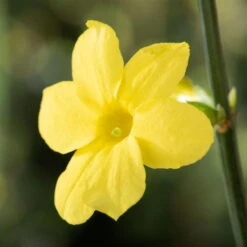 Echter Winterjasmin, 2er Set, Jasminum Nudiflorum, Gelb, Im 15 Cm Topf -Garten Sicht Verkäufe 0410860452 Jasminum nudiflorum 1 120624