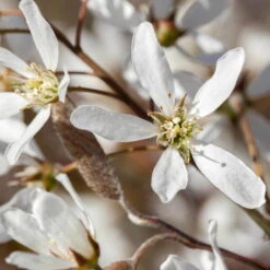 Großfruchtige Felsenbirne 'Greatberry® Farm', Topf 5 Liter -Garten Sicht Verkäufe 0410870186 KB Amelanchier Smoky 75414