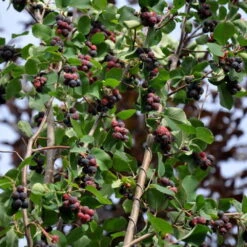 Felsenbirne 'Smoky', 3er-Set, Höhe 60-100 Cm, Topf 5 Liter