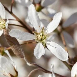 Felsenbirne 'Smoky', 3er-Set, Höhe 60-100 Cm, Topf 5 Liter -Garten Sicht Verkäufe 0410870499 Amelanchier Smoky 3er Set 060 100 Co 5lt 62133