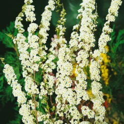 Blütenhecken-Klassiker, 20er-Set, Topf 7,5 Liter -Garten Sicht Verkäufe 0410870556 Bluetenhecke Klassiker 20er Set2 76468