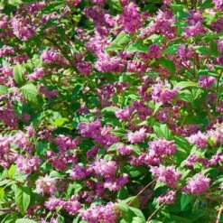 Blütenhecken-Klassiker, 20er-Set, Topf 7,5 Liter -Garten Sicht Verkäufe 0410870556 Bluetenhecke Klassiker 20er Set 76472