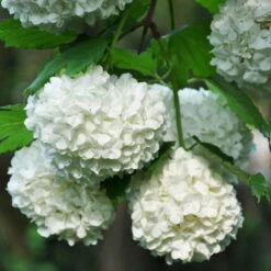 Blütenhecken-Klassiker, 20er-Set, Topf 7,5 Liter -Garten Sicht Verkäufe 0410870556 Viburnum opulus Roseum 1 119687