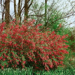 Dufthecke-Blütensträucher XL, 20er-Set, Höhe 80-100 Cm, Topf 12+20 Liter -Garten Sicht Verkäufe 0410870557 Dufthecke Solitaer 20er Set 2 124843