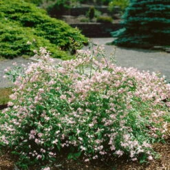 Dufthecke-Blütensträucher XL, 20er-Set, Höhe 80-100 Cm, Topf 12+20 Liter -Garten Sicht Verkäufe 0410870557 Dufthecke Solitaer 20er Set 4 124845