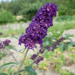 Dufthecke-Blütensträucher XL, 20er-Set, Höhe 80-100 Cm, Topf 12+20 Liter -Garten Sicht Verkäufe 0410870557 Dufthecke Solitaer 20er Set 5 124846