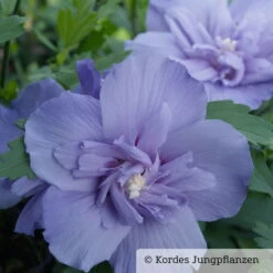Duo-Gartenhibiskus 'Blue Chiffon®' Und 'Pink Chiffon®', Blau + Pink, 5 Lt. Topf -Garten Sicht Verkäufe 0410900481 Hibiscus Blue Chiffon 1 76687 2