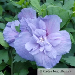 Duo-Gartenhibiskus 'Blue Chiffon®' Und 'Pink Chiffon®', Blau + Pink, 5 Lt. Topf -Garten Sicht Verkäufe 0410900481 Hibiscus Blue Chiffon 76686 2