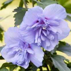 Duo-Gartenhibiskus 'Blue Chiffon®' Und 'Pink Chiffon®', Blau + Pink, 5 Lt. Topf -Garten Sicht Verkäufe 0410900481 garten hibiskus hibiscus syriacus blue chiffon blau violett 40 60 cm hoch topf 5 l GS501957 S 80924 2