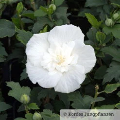 Garten-Hibiskus, Hibiscus Syriacus 'White Chiffon®', Weiß, 40-60 Cm Hoch, Topf 5 L -Garten Sicht Verkäufe 0410900500 Hibiscus White Chiffon 1 76689 2
