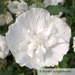 Duo-Gartenhibiskus 'Blue Chiffon®' Und 'White Chiffon®', Blau + Weiß, 5 Lt. Topf -Garten Sicht Verkäufe 0410900500 Hibiscus White Chiffon 76688