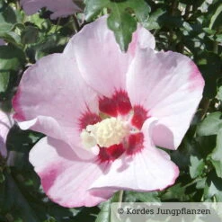 Kölle Garten-Hibiskus, Hibiscus Syriacus 'Mathilda', Zartrosa, 40-60 Cm Hoch, Topf 5 L