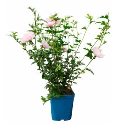 Duo-Gartenhibiskus 'Blue Chiffon®' Und 'Pink Chiffon®', Blau + Pink, 5 Lt. Topf -Garten Sicht Verkäufe 0410900545 Hibiscus Pink Chiffon 2 114010 1