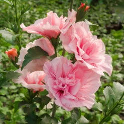 Duo-Gartenhibiskus 'Blue Chiffon®' Und 'Pink Chiffon®', Blau + Pink, 5 Lt. Topf -Garten Sicht Verkäufe 0410900545 Hibiscus Pink Chiffon1 74245 1