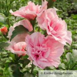 Garten-Hibiskus 'Pink Chiffon®', Rosa, 40-60 Cm Hoch, Topf 5 L -Garten Sicht Verkäufe 0410900545 Hibiscus Pink Chiffon 76684