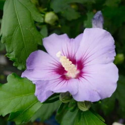 Garten-Hibiskus 'Marina', Violettblau, 40 - 60cm Hoch, Topf 5 L -Garten Sicht Verkäufe 0410900546 Hibiscus Marina violettblau 2 113957