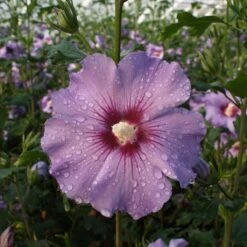 Garten-Hibiskus 'Marina', Violettblau, 40 - 60cm Hoch, Topf 5 L -Garten Sicht Verkäufe 0410900546 koelle Hibiscus Marina1 74247