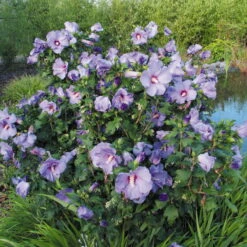 Garten-Hibiskus 'Marina', Violettblau, 40 - 60cm Hoch, Topf 5 L -Garten Sicht Verkäufe 0410900546 koelle Hibiscus Marina 74248