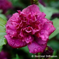 Duo Garten-Hibiskus 'French Cabaret® Pastel' Und 'French Cabaret® Red', 5 L Topf -Garten Sicht Verkäufe 0410900549 Hibiscus syr French Cabaret Red 75024