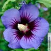 Garten-Hibiskus, Hibiscus Syriacus 'Ultramarine®', Im Topf 5 Lt.