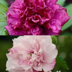 Duo Garten-Hibiskus 'French Cabaret® Pastel' Und 'French Cabaret® Red', 5 L Topf