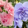 Duo-Gartenhibiskus 'Blue Chiffon®' Und 'Pink Chiffon®', Blau + Pink, 5 Lt. Topf