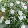 Säulen-Gartenhibiskus 'Flower Tower White®' Weiß, Höhe 40-60 Cm, Topf 5 L