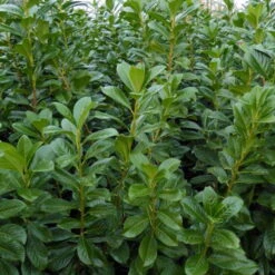 Kölle Kirschlorbeer 'Novita', 25er-Set, Höhe 80-125 Cm, Topf 10 Liter -Garten Sicht Verkäufe 0410950306 Koelle Prunus laur Novita 88577 1