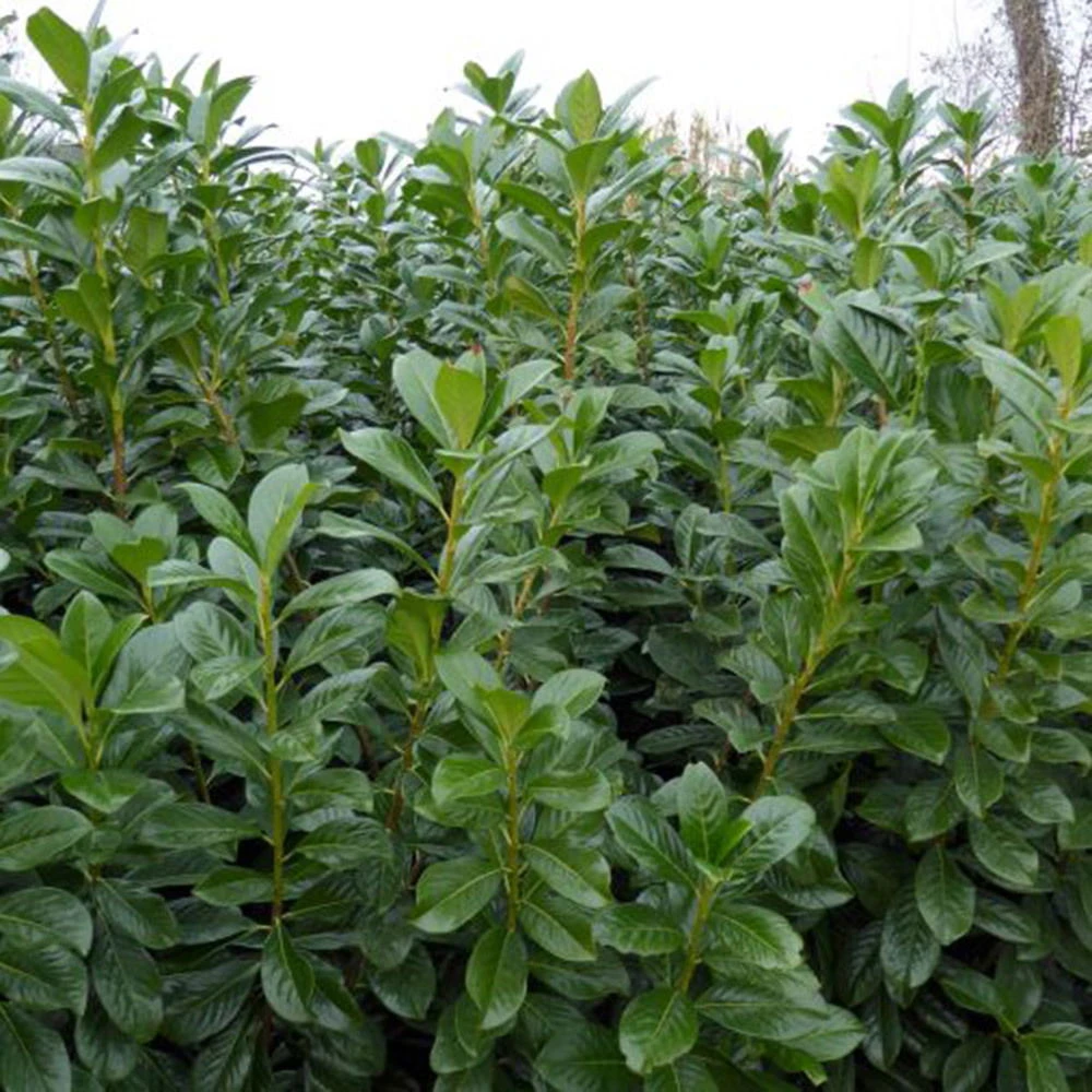 Kirschlorbeer 'Novita', 25er-Set, Höhe 60-80 Cm, Topf Je 7 Liter – Bild 2