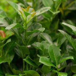 Kirschlorbeer 'Etna'®, 40/60 Cm, 12 Lt. Topf