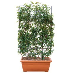 Portugiesischer Lorbeer 'Angustifolia', 5er-Set, Spalier 130x90 Cm, Kasten 80 Cm -Garten Sicht Verkäufe 0410950660 Prunus lus Angustifolia 5er Set Spalier 130x90cm Kasten 80cm 2 122774