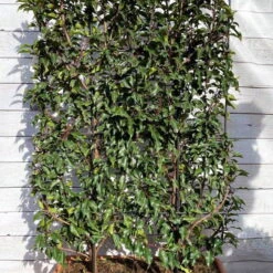 Portugiesischer Lorbeer 'Angustifolia', 5er-Set, Spalier 130x90 Cm, Kasten 80 Cm -Garten Sicht Verkäufe 0410950660 Prunus lus Angustifolia 5er Set Spalier WEB 2 107870