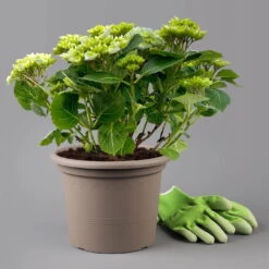 Kölle Gartenhortensie Ball Blau, 4/5 Liter Topf -Garten Sicht Verkäufe 0415100097 hydrangea mac ball blau 11 125072