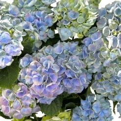 Kölle Gartenhortensie Ball Blau, 4/5 Liter Topf -Garten Sicht Verkäufe 0415100097 hydrangea mac ball blau 5 125073