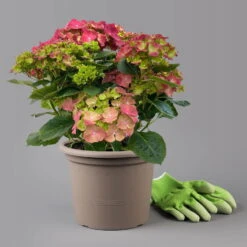 Kölle Gartenhortensie Ball Rot, 4/5 Liter Topf -Garten Sicht Verkäufe 0415100309 hydrangea mac ball rot 1 125077