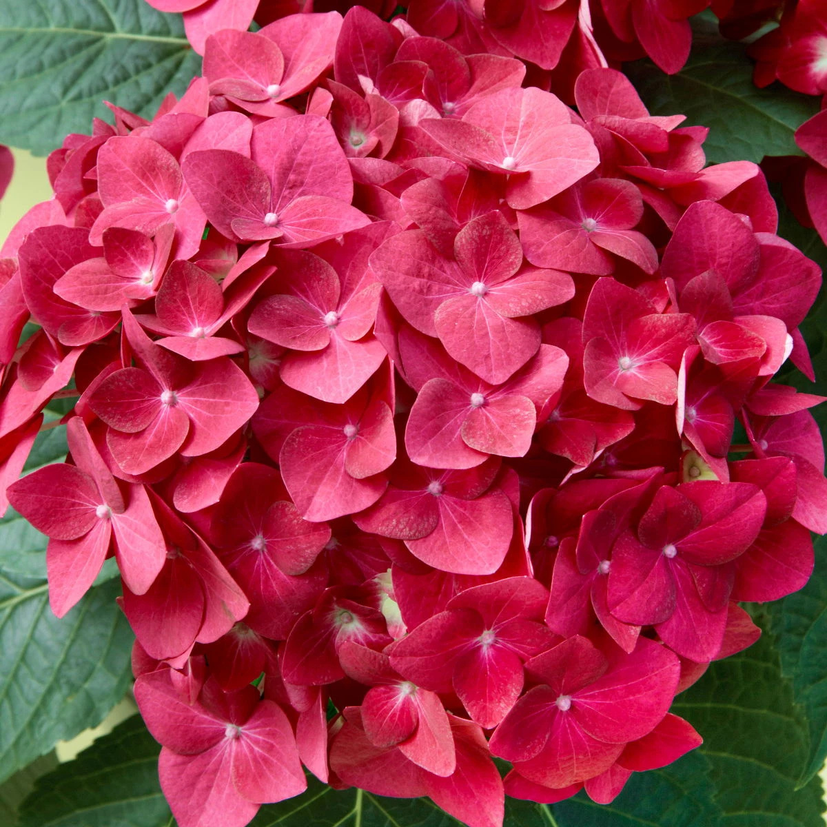 Kölle Gartenhortensie Ball Rot, 4/5 Liter Topf – Bild 2