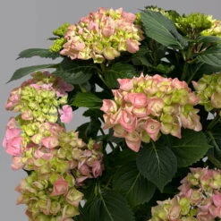 Kölle Gartenhortensie Ball Rosa, 4/5 Liter Topf -Garten Sicht Verkäufe 0415100310 hydrangea mac ball rosa 4 125079