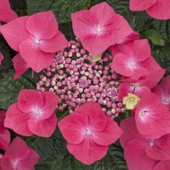 Kölle Tellerhortensie, Hydrangea Macropylla, Rot, Im 5 Lt. Topf