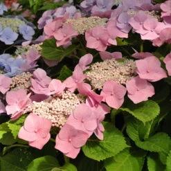 Tellerhortensien In 4 Farben, 4er-Set, Höhe 30-40 Cm, Topf 4 Liter (Pflanzware) -Garten Sicht Verkäufe 0415100312 Koelle Hydrangea mac Teller rosa Co 5lt farbezeigend 59932