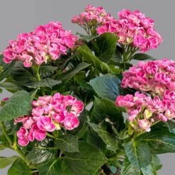 Gartenhortensie 'Curly Wurly®' Rosa, 23 Cm Topf -Garten Sicht Verkäufe 0415100537 hydrangea mac cvurly wurly rosa 7 125083