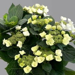 Kölle Tellerhortensie, Hydrangea Macropylla, Weiß, Im 5 Lt. Topf -Garten Sicht Verkäufe 0415100672 hydrangea mac teller weiss 4 125095