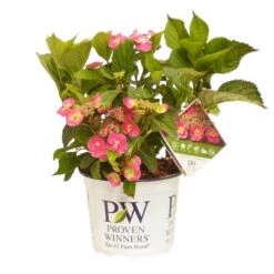 Tellerhortensie Flair & Flavours(R) 'Cotton Candy®', 3er-Set, Rosa, Topf 5 Liter -Garten Sicht Verkäufe 0415100823 Hydrangea mac Cotton Candy 3er Set 2 109216