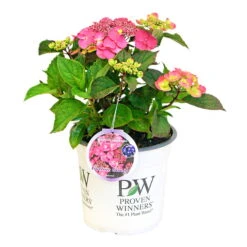 Tellerhortensie Flair & Flavours(R) 'Cotton Candy®', 3er-Set, Rosa, Topf 5 Liter -Garten Sicht Verkäufe 0415100823 Hydrangea mac Cotton Candy 3er Set 3 109217