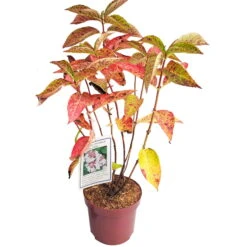 Tellerhortensie 'Lanarth White'®, Höhe 30-40 Cm, Topf 5 Liter, 3er-Set -Garten Sicht Verkäufe 0415100827 Hydrangea mac Lanarth White 1 119936