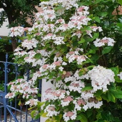 Tellerhortensie 'Lanarth White'®, Höhe 30-40 Cm, Topf 5 Liter, 3er-Set -Garten Sicht Verkäufe 0415100827 Hydrangea mac Lanarth White 3 117772