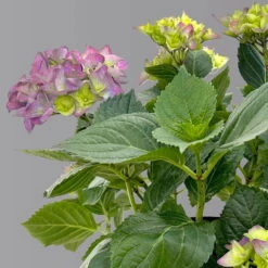 Öfterblühende Gartenhortensie Forever&Ever® Blau, 5 Liter Topf -Garten Sicht Verkäufe 0415200002 hydrangea forever ever blau 4 1 125098