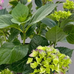 Öfterblühende Gartenhortensie Forever&Ever® Blau, 5 Liter Topf -Garten Sicht Verkäufe 0415200002 hydrangea forever ever blau 4 125096