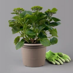 Öfterblühende Gartenhortensie Forever&Ever® Rot, 5 Liter Topf