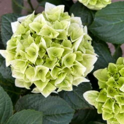 Öfterblühende Gartenhortensie Forever&Ever® Weiß, 5 Liter Topf -Garten Sicht Verkäufe 0415200061 hydrangea forever ever weiss 8 124611
